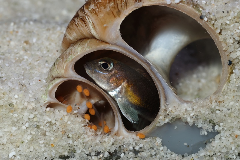 Lamprologus ornatipinnis 'Mwamgongo'